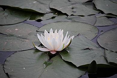 《生化危机9》战斗将借鉴《最后的生还者2》将有载具